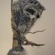 Racoon