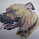 Staffordshire Bull Terrier