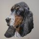 Basset Hound