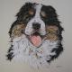 Bermese Mountain Dog