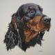 Gordon Setter