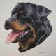 Rotweiller