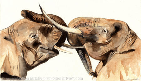 Excitement amongst the elephants