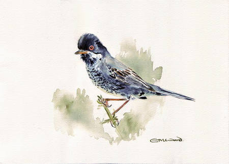 warbler