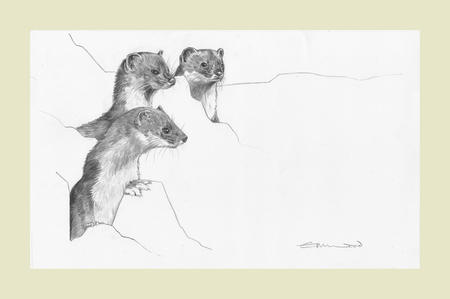 Stoat family