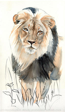 lion portrait (Thunzi)