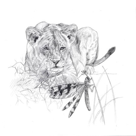 Lion
