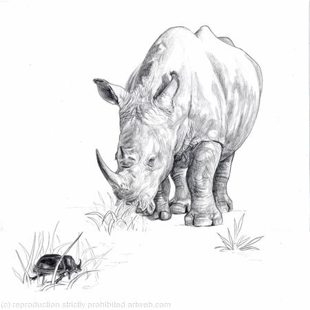 rhino