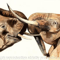 Excitement amongst the elephants
