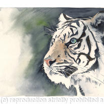 white tiger