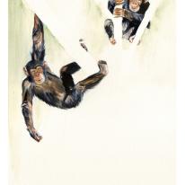 chimps4_72dpi