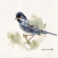 warbler