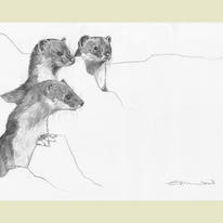 hidden Stoat family