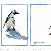 the jackass penguin (signed, limited edition print)