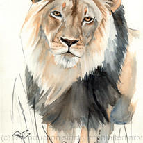 lion portrait (Thunzi)