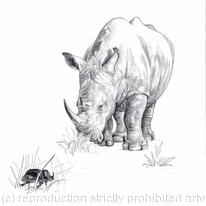 rhino