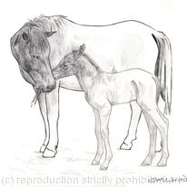 newborn foal