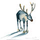Rudolph