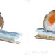 robin - example of variations