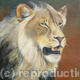 Lion of the Limpopo