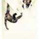 chimps4_72dpi