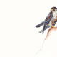 the peregrine