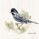 warbler