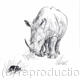 rhino