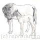 newborn foal