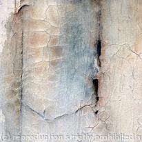 Silver Birch