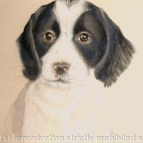 Springer Pup