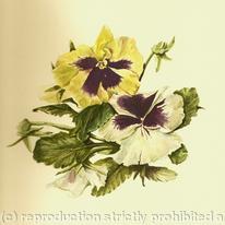 Pansies