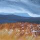 Cotton grass, Derbyshire… | | | Acrylic on board Cotton grass, Derbyshire…
