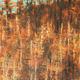 Pines above Comins Coch | | | Acrylic on board Pines above Comins Coch