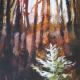 Little Pine Lost | | 12 x 15cm | Acrylic on board Little Pine Lost