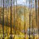 Looking through the… | | | Acrylic on board Looking through the…