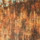 Pines above Comins Coch | | 13 x 15cm | Acrylic on board Pines above Comins Coch