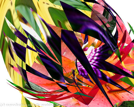 wildflower 1