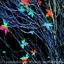 tree dreams 6