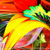 wildflower 5