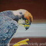 Merlin - Acrylic on Board
