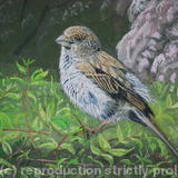 Sparrow after the rain - Acrylic on Board