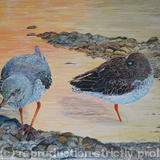 Redshank on the shore - Acrylic on Board