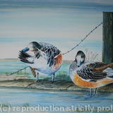 Chiloe Widgeon at rest - Acrylic on Board