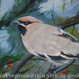 Waxwing - Acrylic on Board