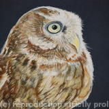 Little Owl - Acrylic on Board