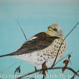 Fieldfare - Acrylic on Board