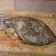 John Dory and Scallop
