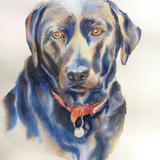 Loyal - Watercolour