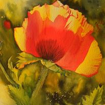 Poppy Shadow